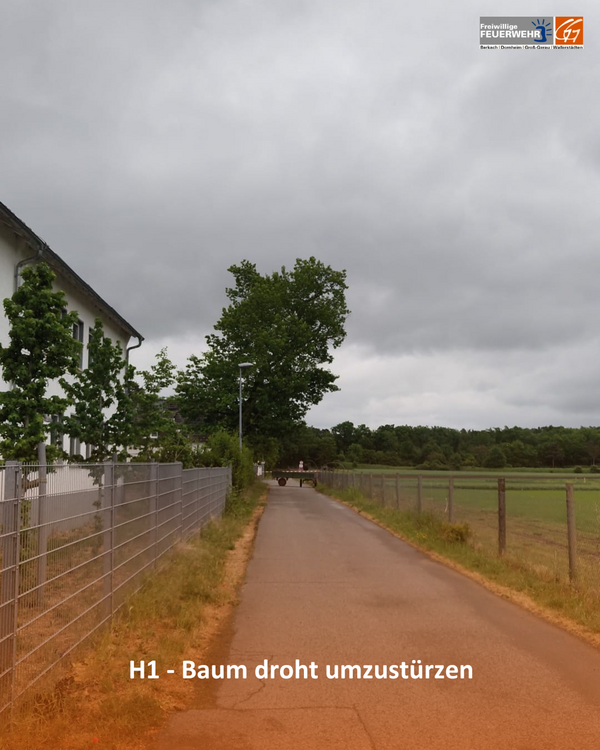 Bild vergr&ouml;&szlig;ern: Baum