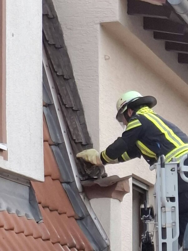 Bild vergr&ouml;&szlig;ern: IMG-20261029-WA0001